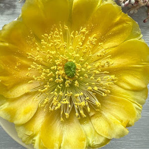 Meet your Posher, Pam